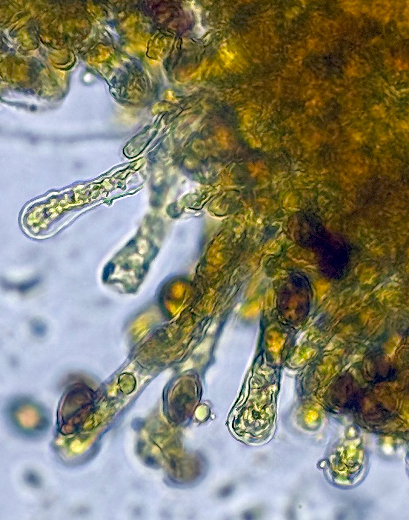 Hebeloma sinapizans - &copy; Charles Hipkin