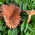 Lactarius serifluus - &copy; Barry Stewart