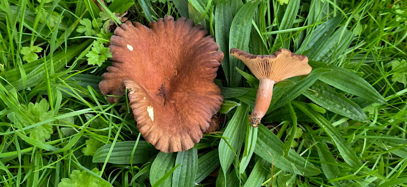 Lactarius serifluus - &copy; Barry Stewart