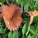 Lactarius serifluus