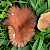 Lactarius serifluus - &copy; Barry Stewart