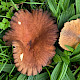 Lactarius serifluus