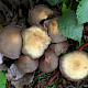 Lacrymaria lacrymabunda