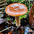 Lactarius subdulcis - &copy; Charles Hipkin