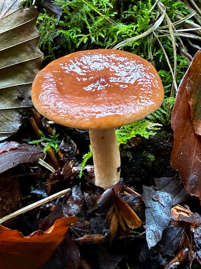 Lactarius subdulcis - &copy; Charles Hipkin