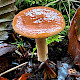 Lactarius subdulcis