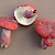 Russula lepida - &copy; Charles Hipkin