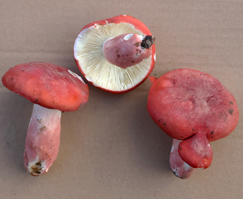 Russula lepida - &copy; Charles Hipkin