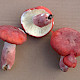 Russula lepida
