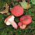 Russula lepida - &copy; Charles Hipkin