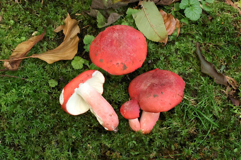 Russula lepida - &copy; Charles Hipkin