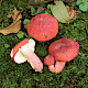 Russula lepida