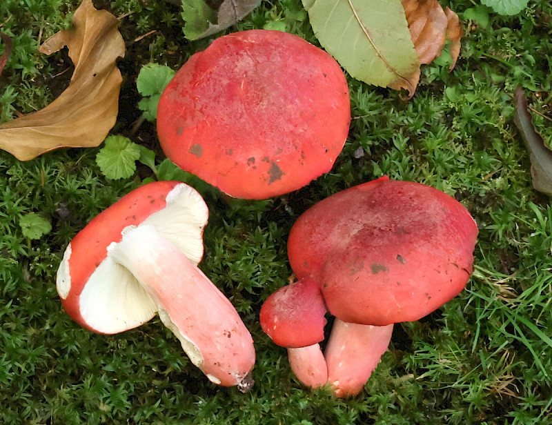 Russula lepida - &copy; Charles Hipkin