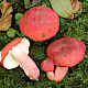 Russula lepida