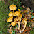 Gymnopilus junonius - &copy; Charles Hipkin