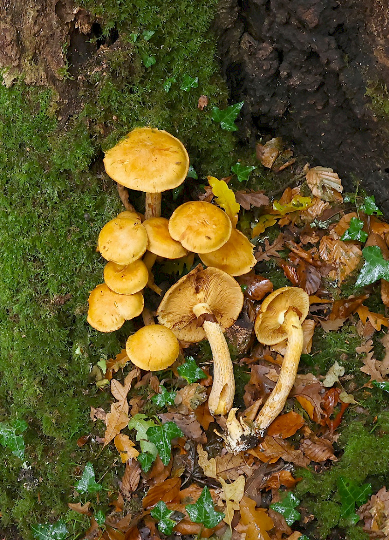 Gymnopilus junonius - &copy; Charles Hipkin