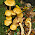 Gymnopilus junonius - &copy; Charles Hipkin