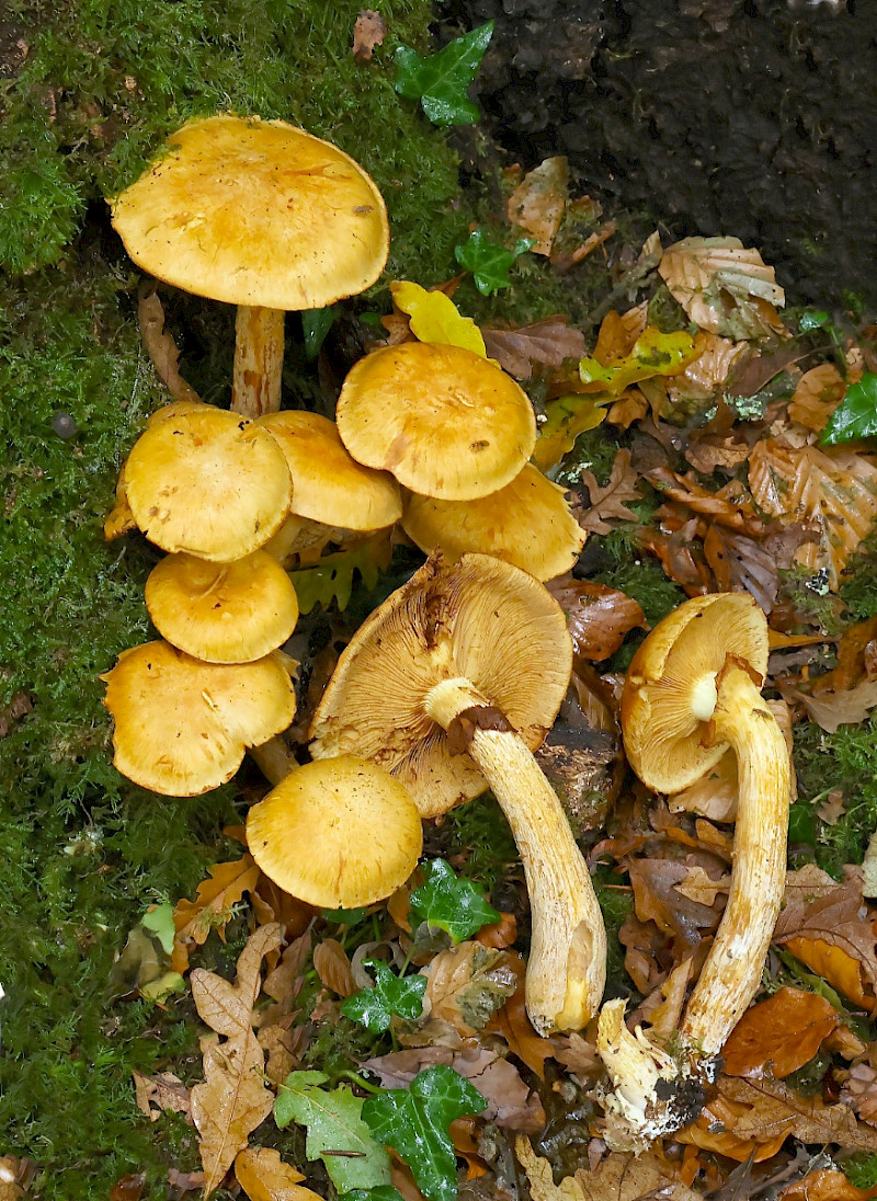 Gymnopilus junonius - &copy; Charles Hipkin