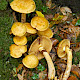 Gymnopilus junonius