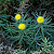 Aster linosyris - &copy; Charles Hipkin