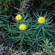Aster linosyris