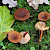 Lactarius camphoratus - &copy; Charles Hipkin