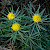 Aster linosyris - &copy; Charles Hipkin