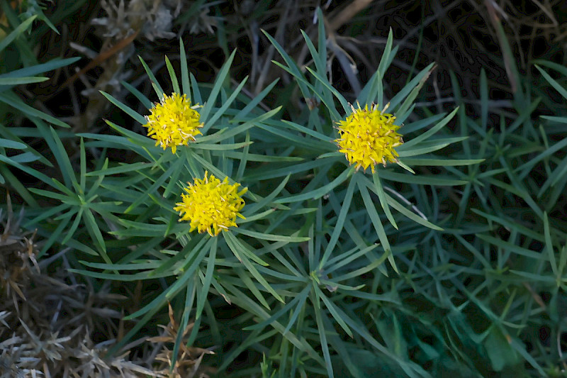 Aster linosyris - &copy; Charles Hipkin