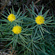 Aster linosyris