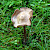 Entoloma sericeum - &copy; Charles Hipkin