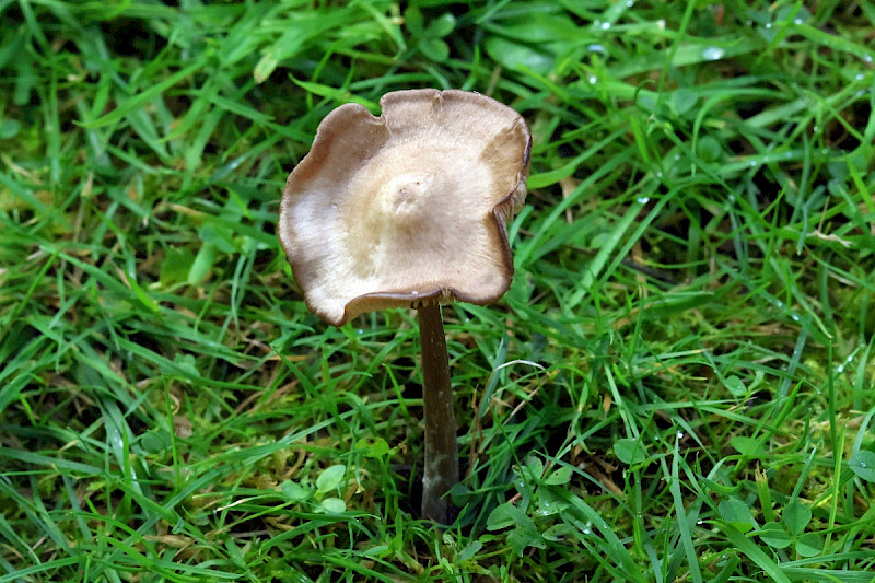 Entoloma sericeum - &copy; Charles Hipkin