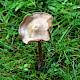 Entoloma sericeum