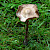 Entoloma sericeum - &copy; Charles Hipkin