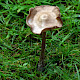 Entoloma sericeum