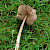 Entoloma sericeum - &copy; Charles Hipkin