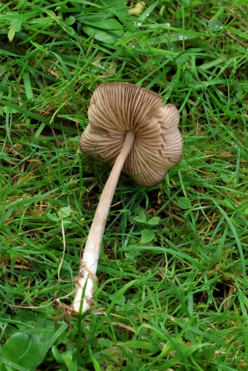 Entoloma sericeum - &copy; Charles Hipkin