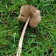 Entoloma sericeum