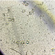 Entoloma sericeum