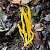 Clavulinopsis helvola - &copy; Charles Hipkin
