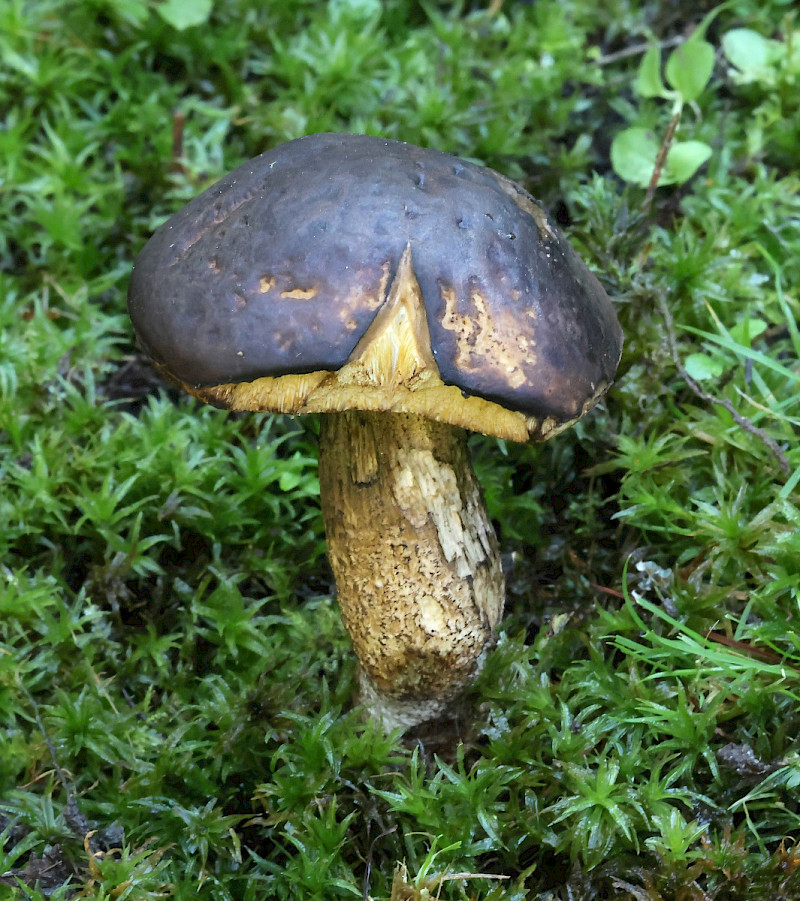Xerocomellus pruinatus - &copy; Charles Hipkin