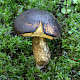 Xerocomellus pruinatus