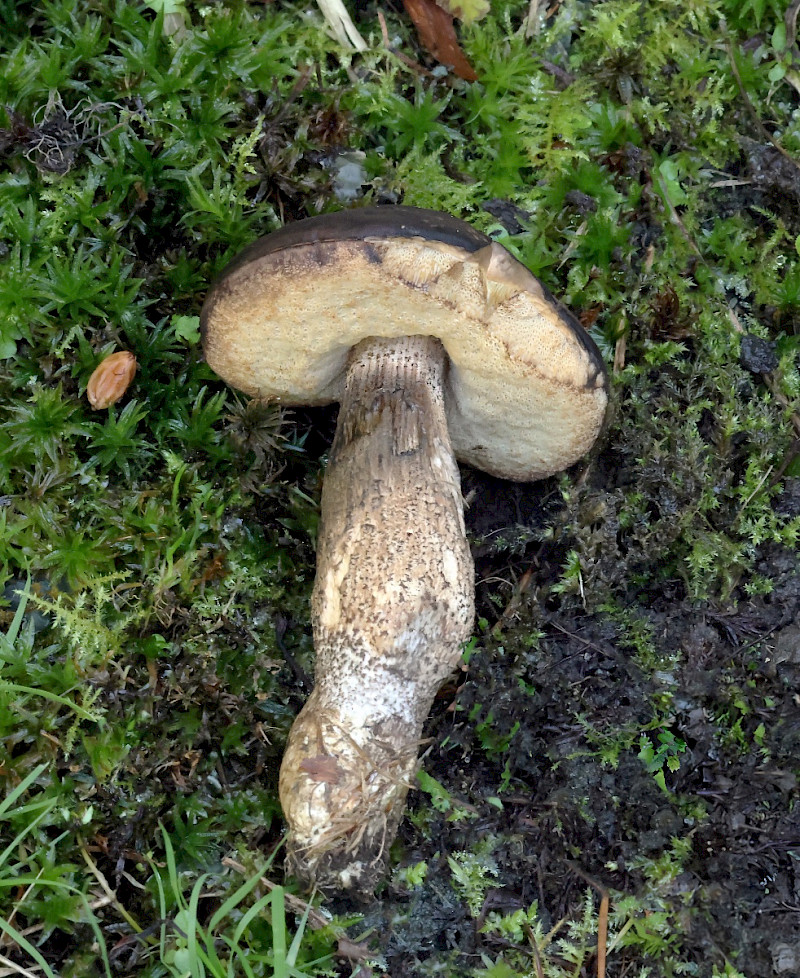 Xerocomellus pruinatus - &copy; Charles Hipkin