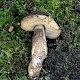 Xerocomellus pruinatus