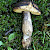 Xerocomellus pruinatus - &copy; Charles Hipkin