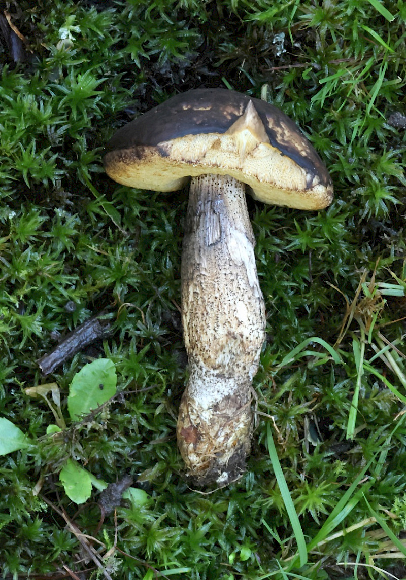 Xerocomellus pruinatus - &copy; Charles Hipkin