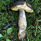 Xerocomellus pruinatus