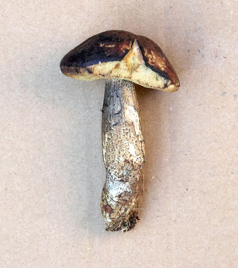Xerocomellus pruinatus - &copy; Charles Hipkin