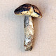 Xerocomellus pruinatus
