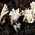Clavulina coralloides - &copy; Charles Hipkin
