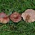 Lactarius serifluus - &copy; Charles Hipkin